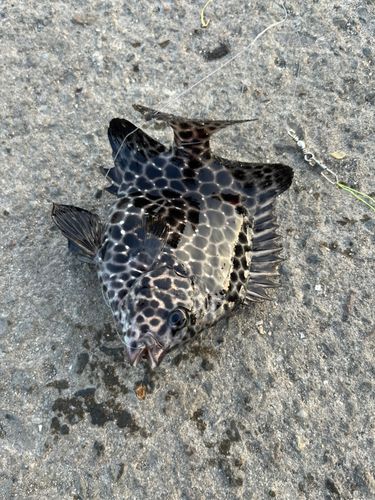 イシガキダイの釣果