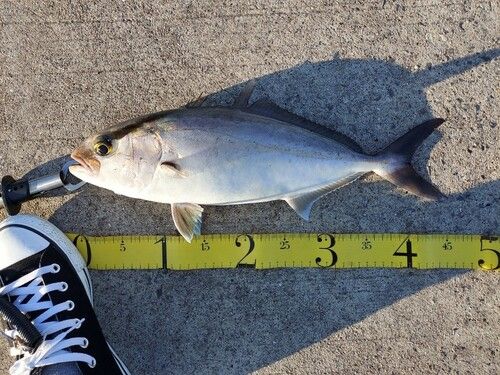 ショゴの釣果