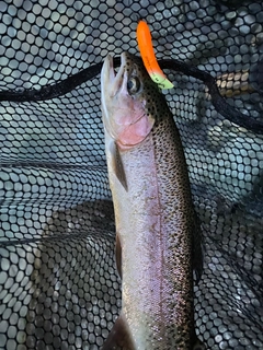 ニジマスの釣果