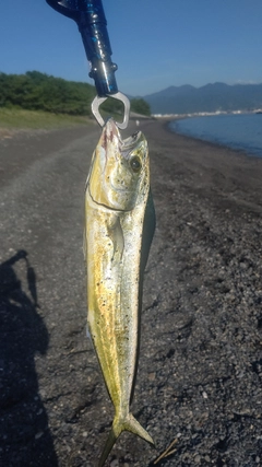 シイラの釣果