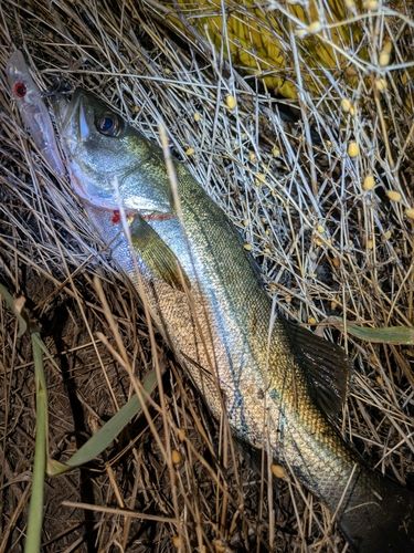 セイゴ（マルスズキ）の釣果