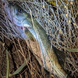 セイゴ（マルスズキ）