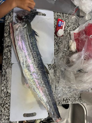 サワラの釣果