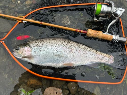 ニジマスの釣果