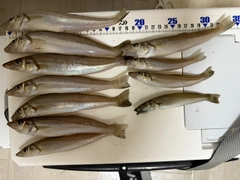 シロギスの釣果