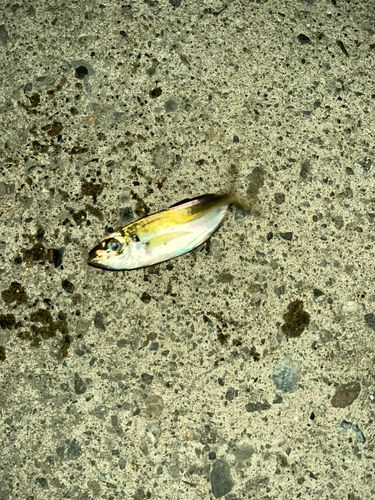 マアジの釣果