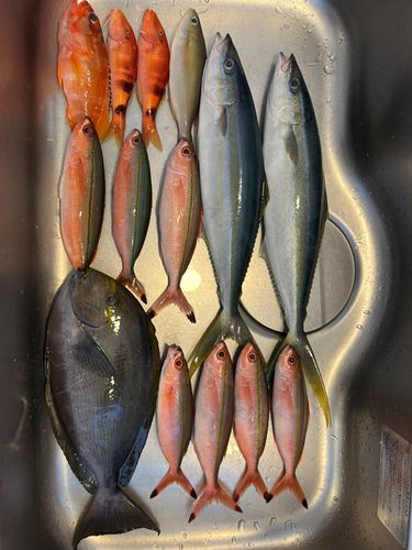 ツムブリの釣果