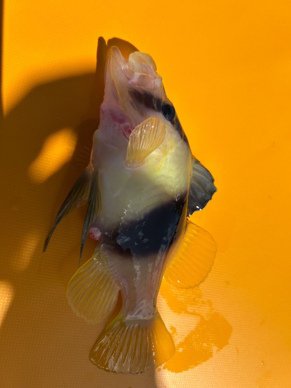 ツムブリ