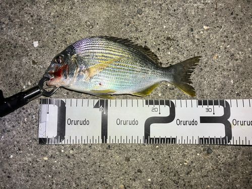 ヘダイの釣果