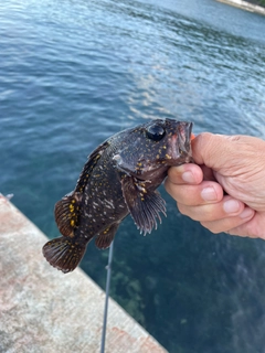 オウゴンムラソイの釣果