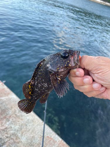 オウゴンムラソイの釣果