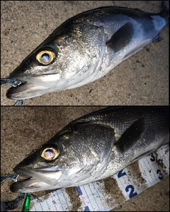 シーバスの釣果