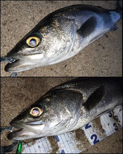 シーバスの釣果