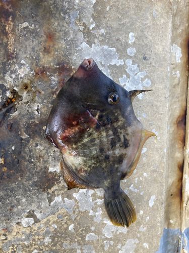 カワハギの釣果
