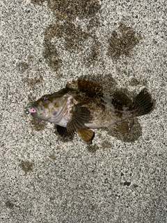 クロソイの釣果
