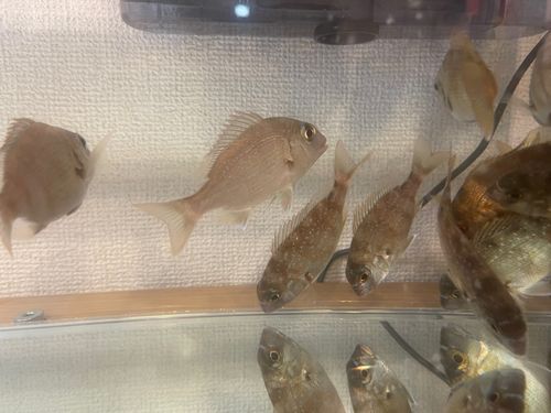 林崎松江海岸