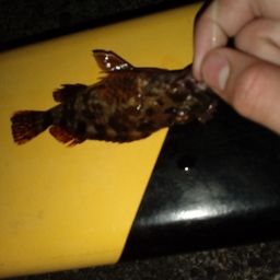 カサゴ