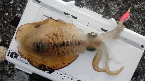 アオリイカの釣果