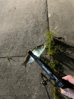 セイゴ（ヒラスズキ）の釣果