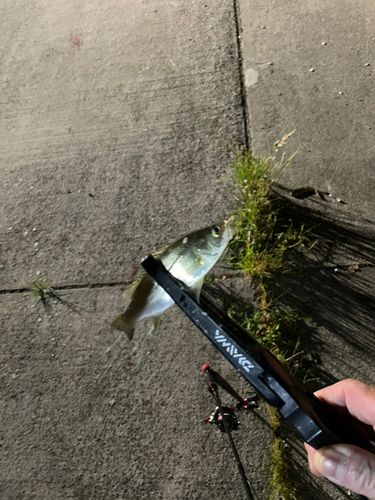 セイゴ（ヒラスズキ）の釣果
