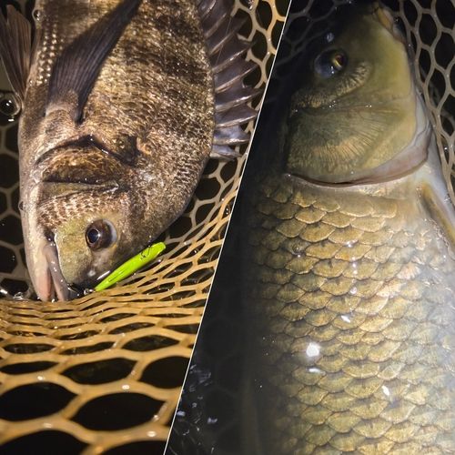 チヌの釣果