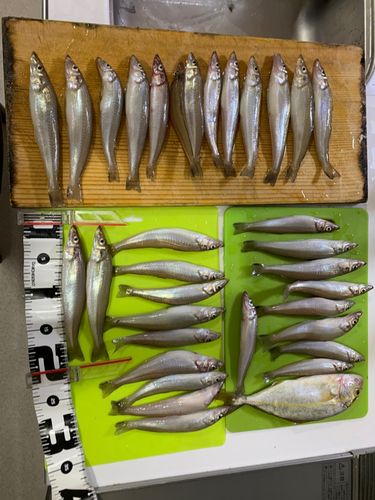 キスの釣果
