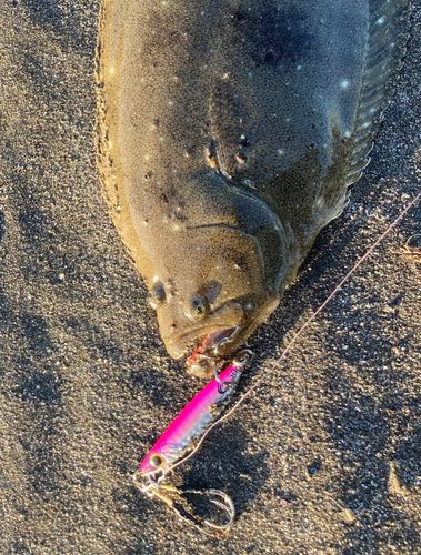 ソゲの釣果