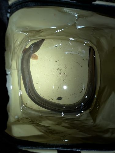 ウナギの釣果