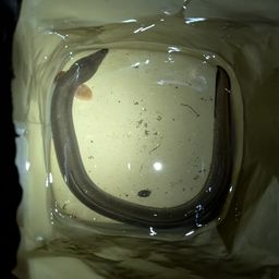 ウナギ