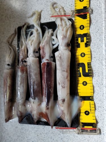 スルメイカの釣果