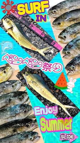 シイラの釣果