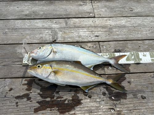 ショゴの釣果