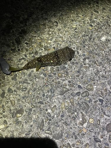 フグの釣果