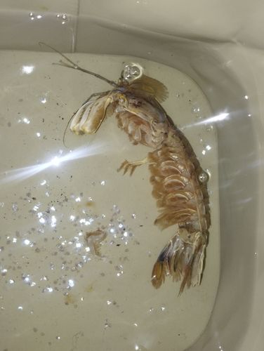 シャコエビの釣果