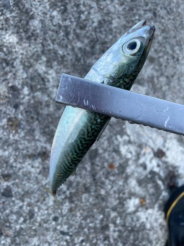 サバの釣果