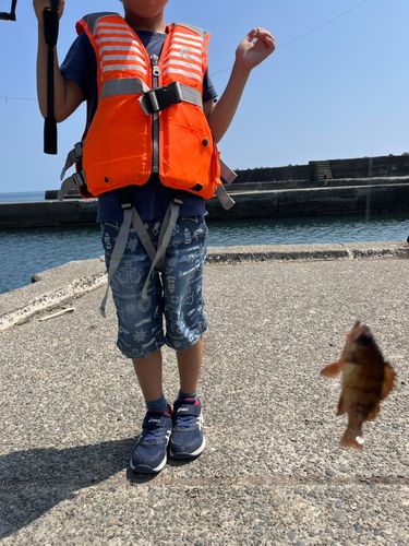 メバルの釣果