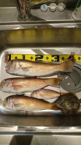 シロアマダイの釣果