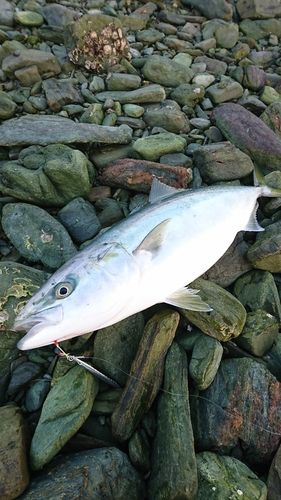 ヤズの釣果