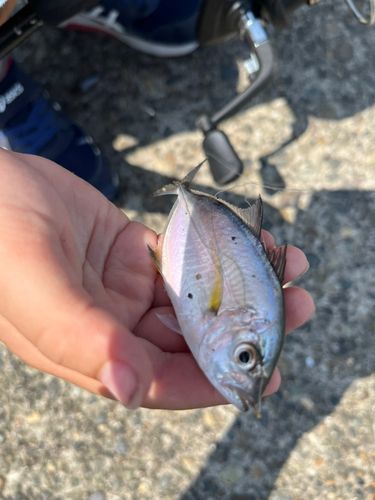 シマアジの釣果