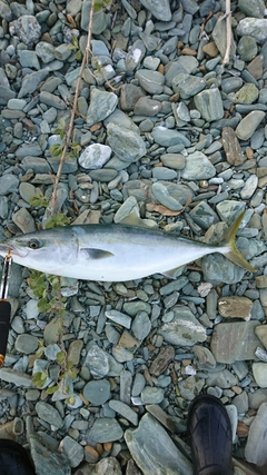 ヤズの釣果