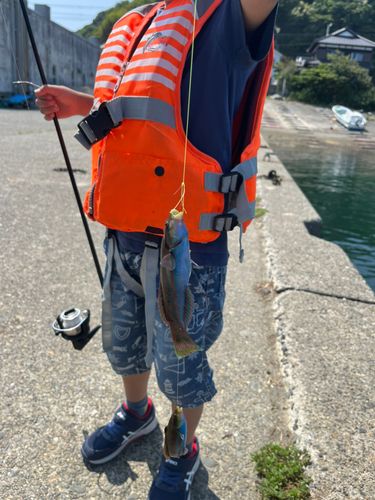 ニシキベラの釣果