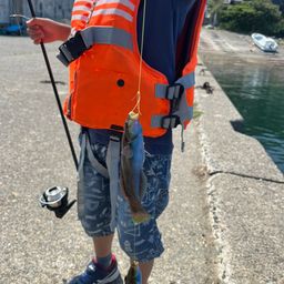 ニシキベラ