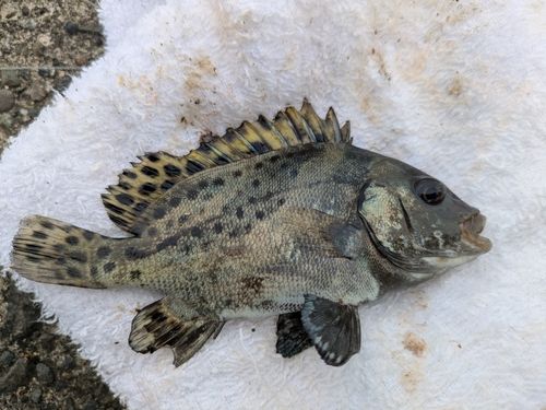 コショウダイの釣果