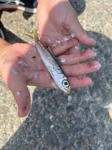 ウルメイワシの釣果