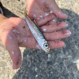 ウルメイワシ