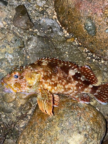 カサゴの釣果