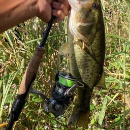 ラージマウスバス