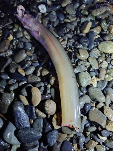 アナゴの釣果