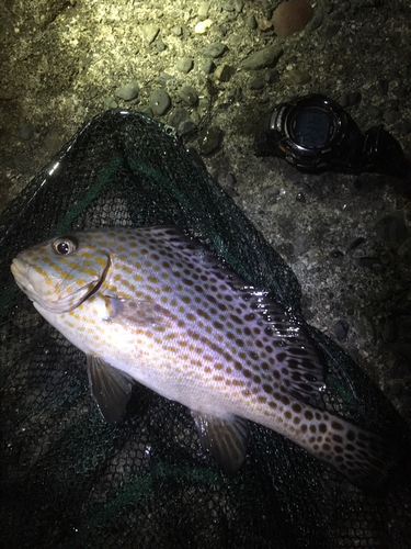 コロダイの釣果