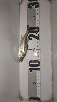 セイゴ（マルスズキ）の釣果